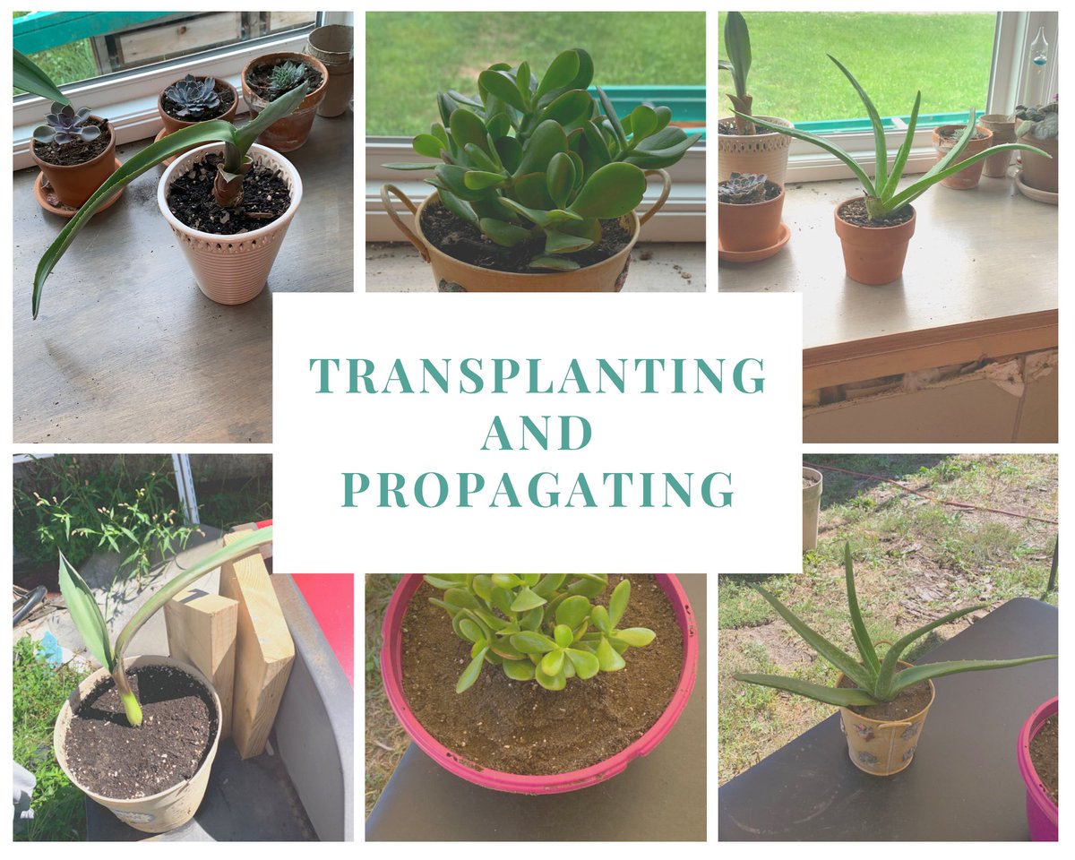 Come check out the post that went up this week! Transplanting and Propagating! #transplantingplants #propagatingsucculents 
#succulents