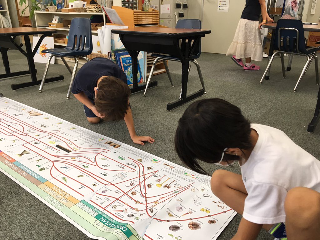 MSTokyoMaple's tweet photo. Exploring the timeline of life ... while social distancing of course! 🌿🦂🐟🐢🦗🦎🦖🦋🌺🦜🐘👶🏻 ##MSTelementary #MSTEducationReimagined #MSTdiscovery https://t.co/ouMMBMDFzl