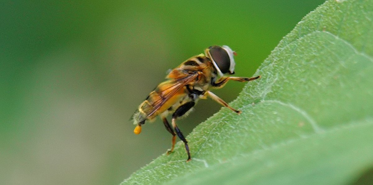 kala61857's tweet photo. Well, That Happened
Sometimes your shot doesn't turn out quite as you envisioned. Who knew fly poop could be golden?
Flower Fly (Palpada vinetorum)
https://t.co/rWW0k9mtK6
#NaturePhotography #fly #insect #macro #bug #wildlifephotography #BugPoop #naturephoto #unexpected #surprise https://t.co/UVOPbFDN71