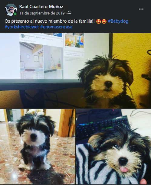 RaulCuartero's tweet photo. Hoy, hace justo un año llegaba esta bolita a casa. y desde el primer día con su lengua fuera 😂😂 #cholo #lovedog #mienano ♥♥ https://t.co/c9LhTKNdhE