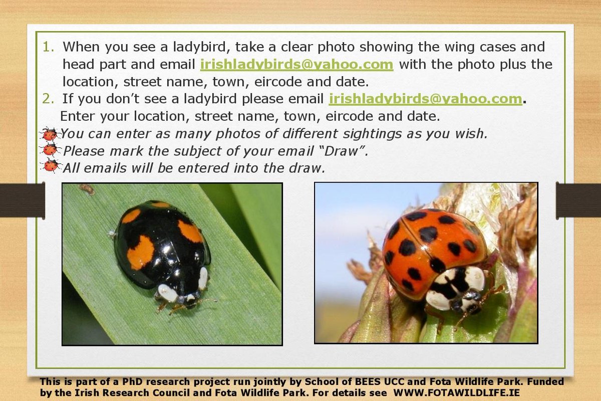 Look for ladybirds in your garden and enter a draw for many prizes. including a family pass for Fota Wildlife Park...<a href="/fotawildlife/">Fota Wildlife Park</a>  @uccBEES  <a href="/irishexaminer/">Irish Examiner</a> <a href="/GNBCORK/">Glanmire noticeboard</a>  <a href="/blackrockcastle/">MTU Blackrock Castle Observatory</a>