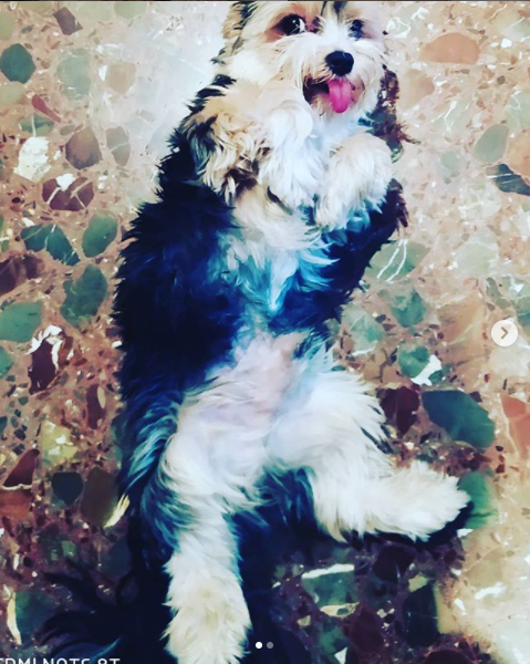 RaulCuartero's tweet photo. Hoy, hace justo un año llegaba esta bolita a casa. y desde el primer día con su lengua fuera 😂😂 #cholo #lovedog #mienano ♥♥ https://t.co/c9LhTKNdhE