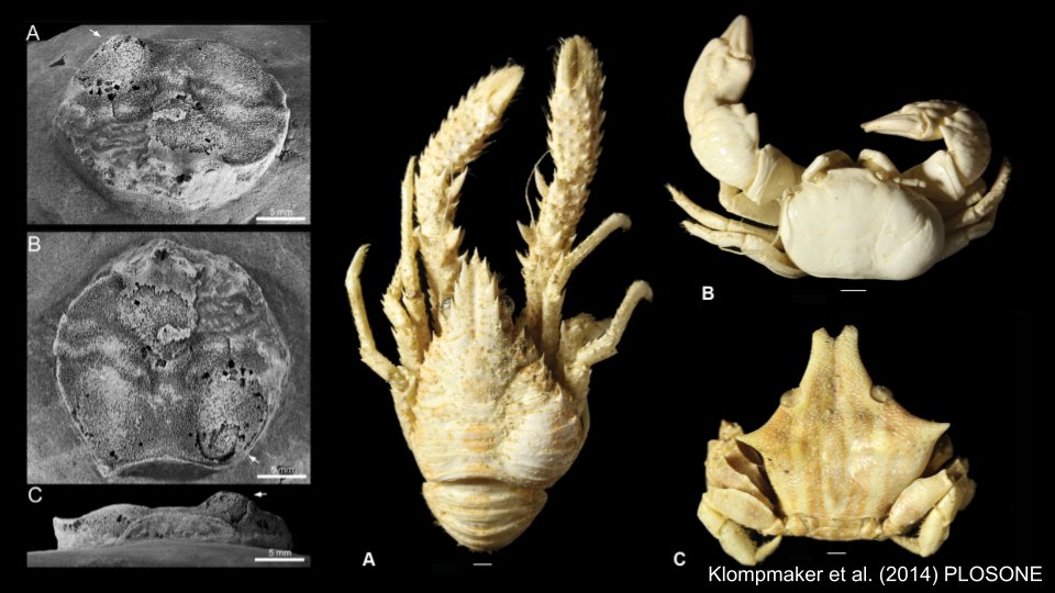 Algunos de estos cangrejos presentan un abombamiento (como un chichón) en el caparazón, causado por un crustáceo parasítico llamado isópodo bopyrido: el primer fósil de su tipo descubierto en Colombia y Sudamérica. ¿Como sabemos eso?  #Paleontropica 13/16