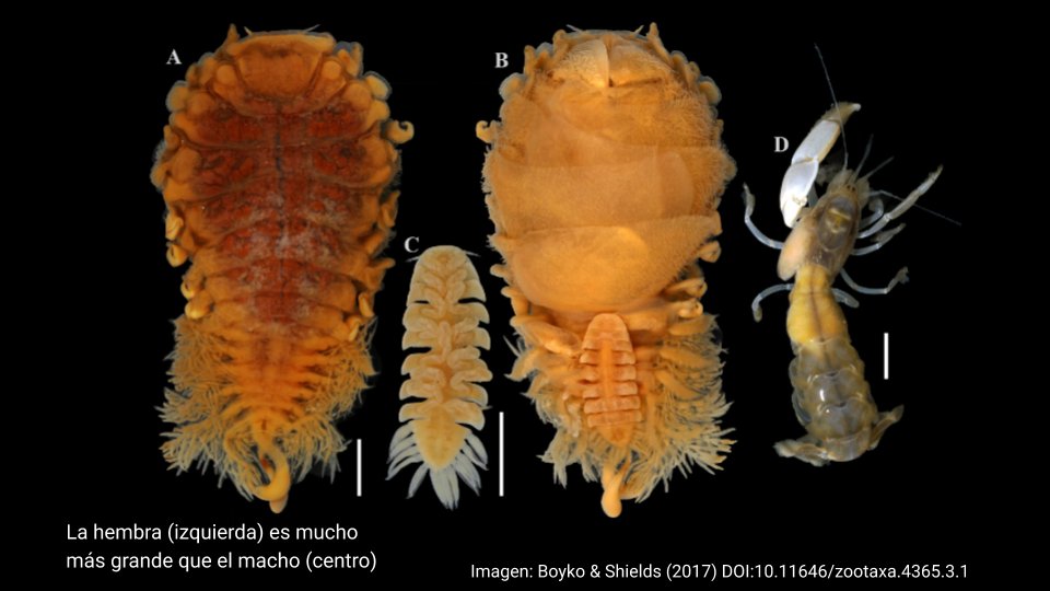 Lo sabemos gracias a que estos parásitos tienen parientes actuales que causan los mismos ‘chichones’. Así, podemos deducir que esta relación parásito-hospedero ha existido por más de 120 millones de años !El presente es la clave del pasado, y vice-versa!  #Paleontropica 14/16