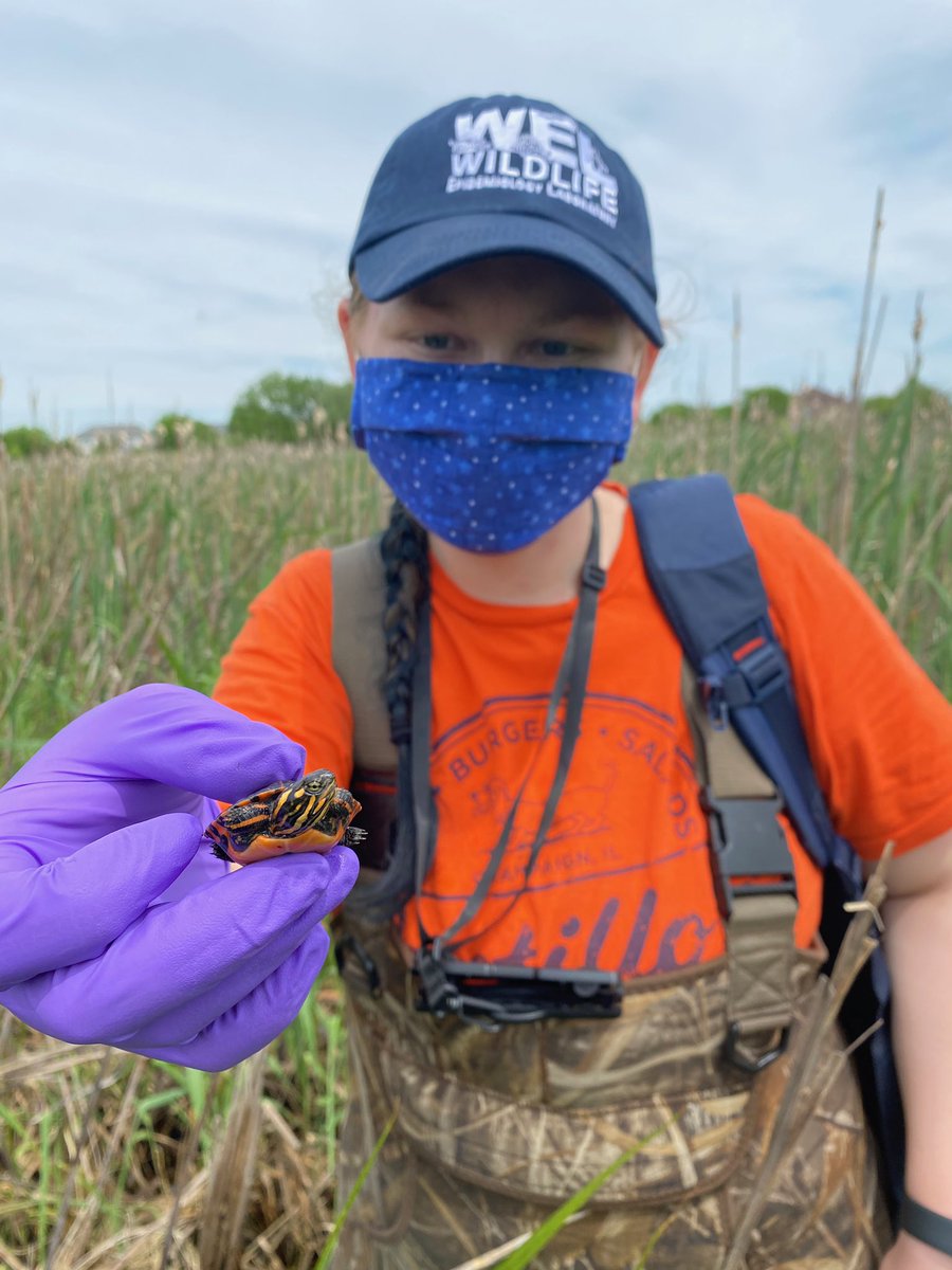 It’s often the little things in life that can make the largest difference😌

#tinyturtle #thelittlethings #fieldseason #fieldwork #uiuc #vetmed #reptiles #wildlife #wildlifehealth #turtlethursday