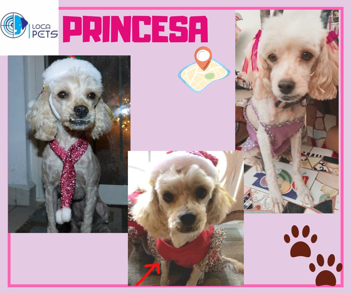 locapet's tweet photo. SE BUSCA‼24/AGOSTO/20
NOMBRE : PRINCESA HEMBRA
CASI 10 AÑOS DE EDAD 
CRUZA DE MALTÉS 
BLANCA CON UN POCO DE BEIGE EN SUS OREJITAS Y LOMO 
 AV REPÚBLICA MEXICANA Y AV CONCORDIA  GENERAL ESCOBEDO NUEVO LEÓN 
CONTACTO:📲 8112093293
#locapets 
#buscandoaprincesa
#nuevoleon
#perrita https://t.co/BWRdC9WbuZ