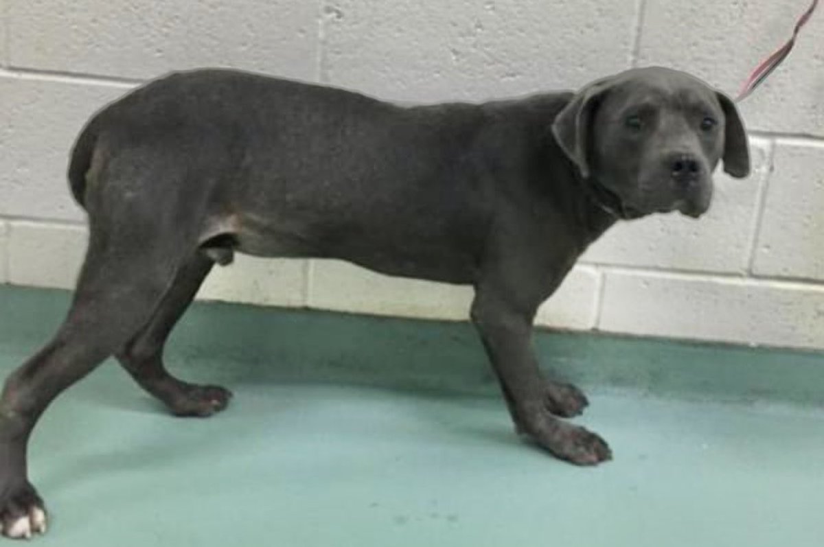 reddogsusie's tweet photo. #TN #MEMPHIS
🆘🆘CODE RED-RESCUE ONLY Gaius 1yo scared boy Rescue only due to behaviour &amp; kennel stress. He needs help fast to make it out of here! #RESCUE #FOSTER #PLEDGE #MASA707
https://t.co/j27dEh2P66 https://t.co/4MXDPv7DPq