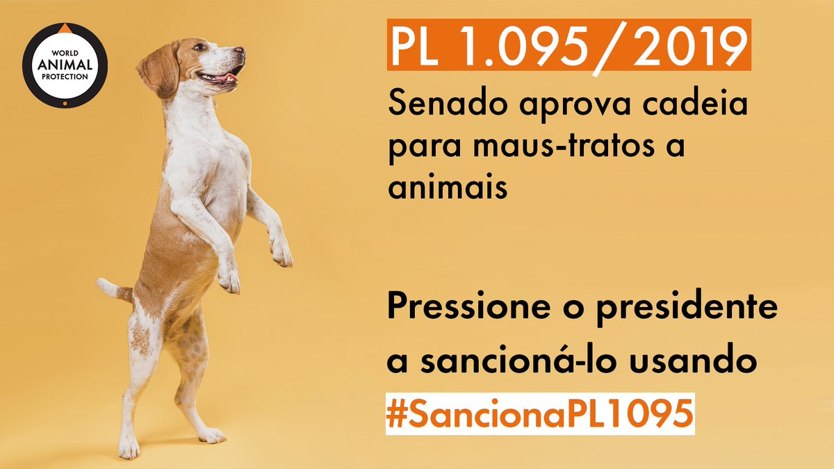 ProtecaoAnimal's tweet photo. 🎉 VITÓRIA 🎉

Foi aprovado no Senado a pena de dois a cinco anos de reclusão para quem abusar, mau-tratar, ferir ou mutilar cães e gatos!

👉 Use #SancionaPL1095 para pressionar o presidente a sancionar o PL 1.095/2019. https://t.co/aFGdlA1V5I