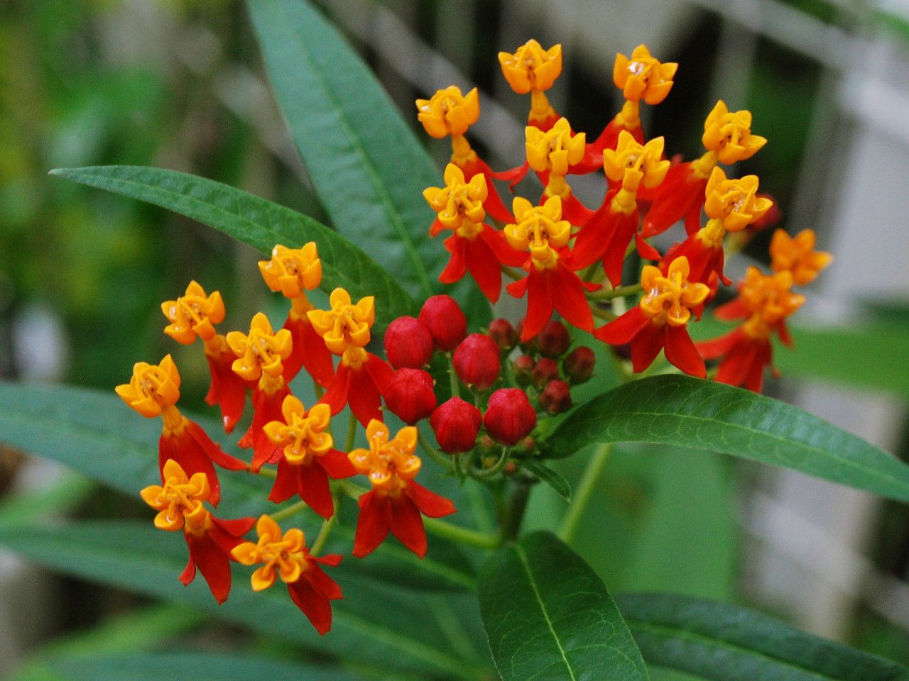 تويتر メリアルーム 土日祝いいねお休みです على تويتر 今日の花 9月11日の誕生日花は とうわた 花言葉は 心変わり この日生まれの人はとっても正直者 人の気持ちを読むのがやや苦手ですが あなたの一生懸命さは周りに伝わっています 9月11日
