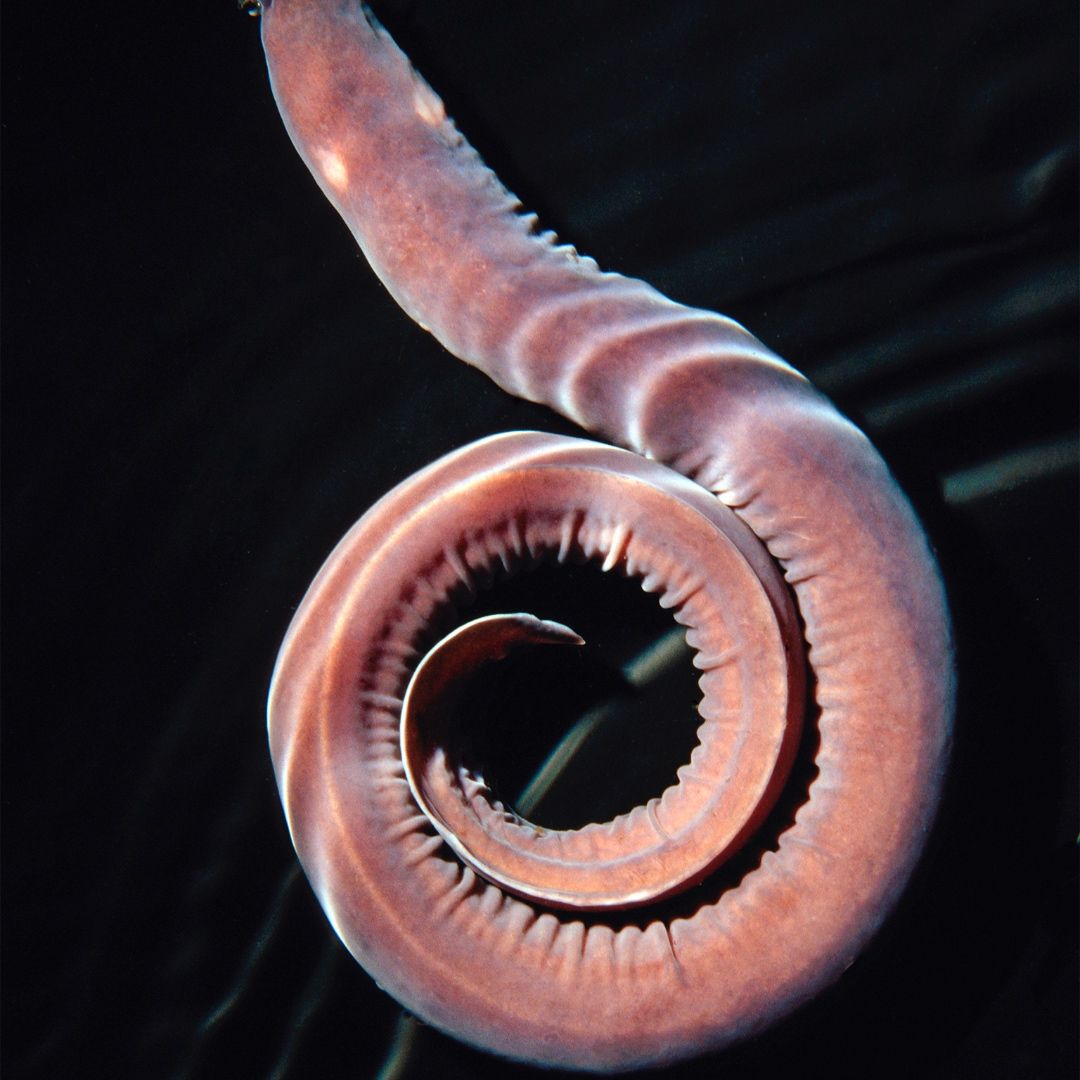 The Hagfish has no jaws, no bones in its body and is able to tie itself into a knot. 🐠 #FactManiac