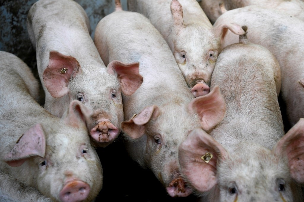 news_ghana's tweet image. #WorldNews #African #firstcase First case of African swine fever in Germany found in wild boar dlvr.it/RgMy4f