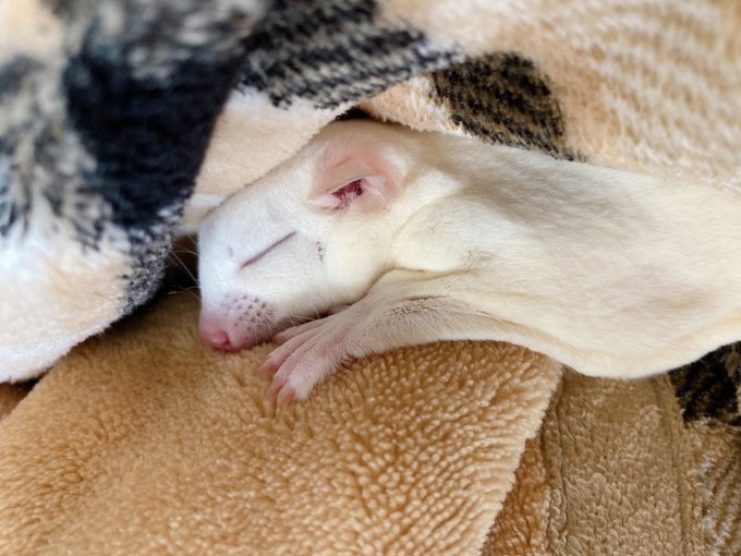 朝日がのぼると一緒におやすみ😴 