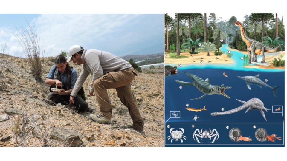 Todos estos hallazgos son clave para reconstruir cómo era un día en el Cretácico Temprano de Villa de Leyva y de Colombia, y son evidencia de que sus fondos marinos también estaban llenos de vida  #Paleontropica  https://authors.elsevier.com/a/1bfaPiVLDCoiZ&nbsp; 15/16