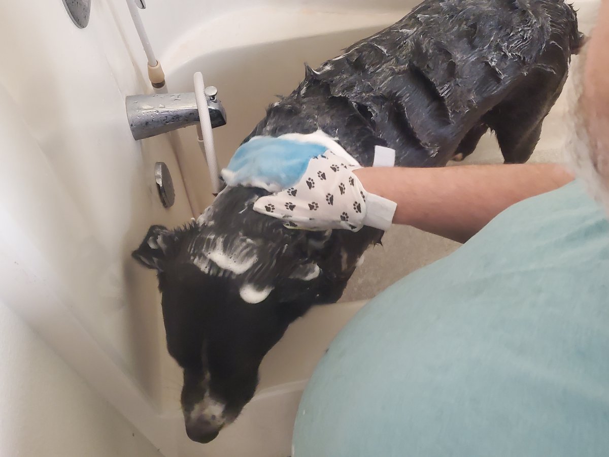 FifiFionaG's tweet photo. FOUL!  BETRAY!  Water iz bad!  Why Daddy, Why? Daddy sez he cleaned tha mit 15 times.  Boy thinks only 10. Doan tell Mama wet dog on couch! https://t.co/RGSfO10CNI