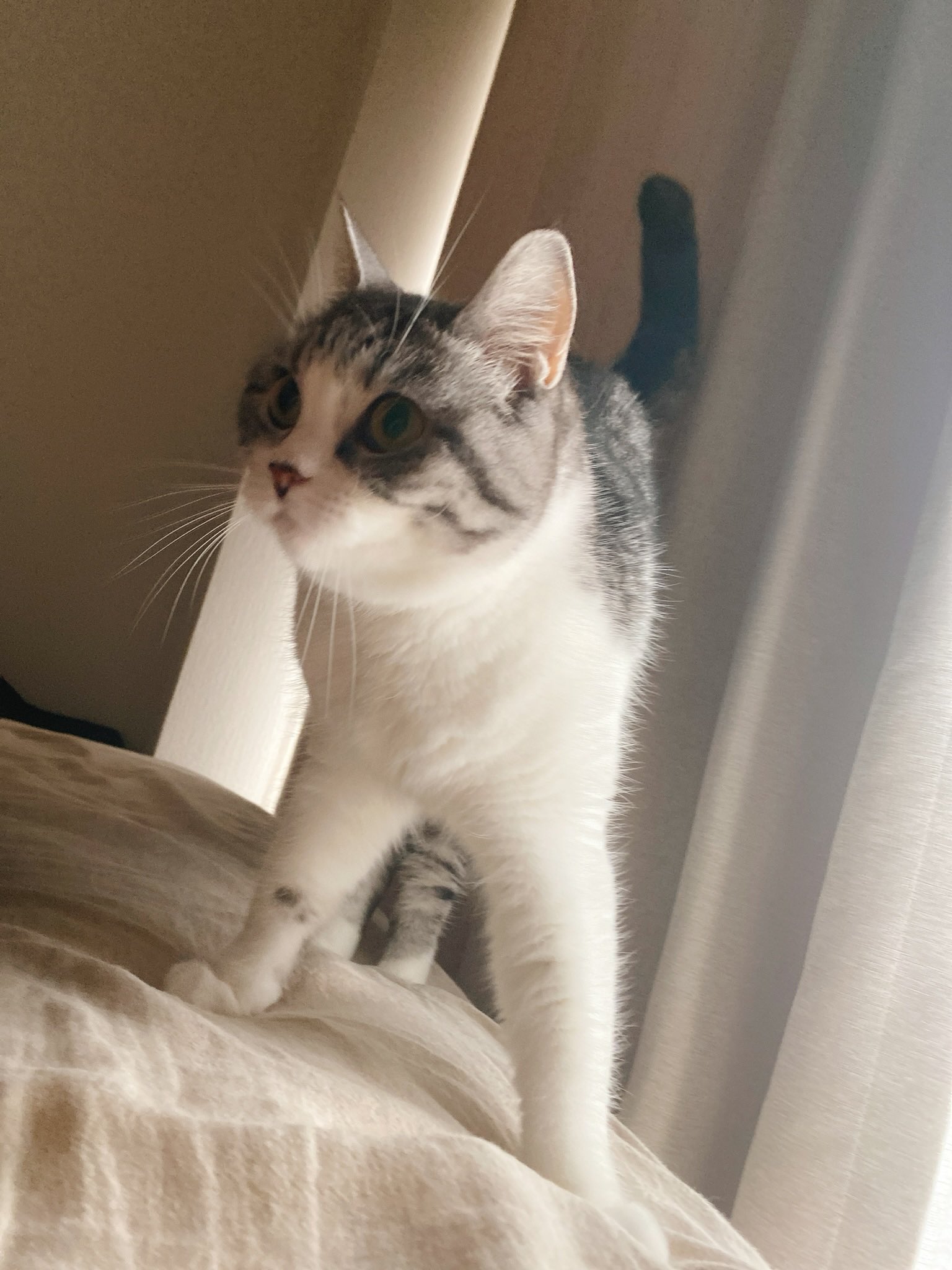 Eoheoh Mssp 朝飯くれくれ猫