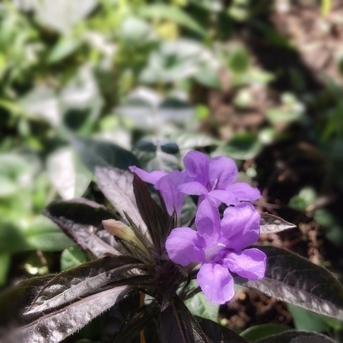 草むしりのtwitterイラスト検索結果 古い順