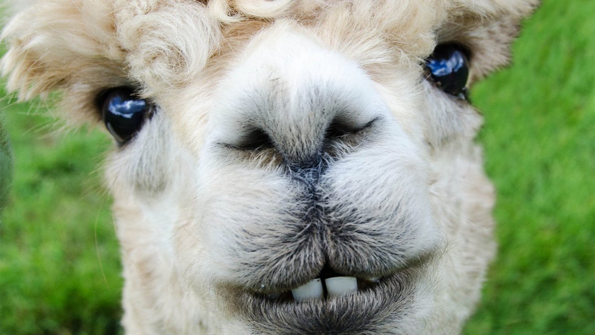 This alpaca is prepping for a Zoom meeting