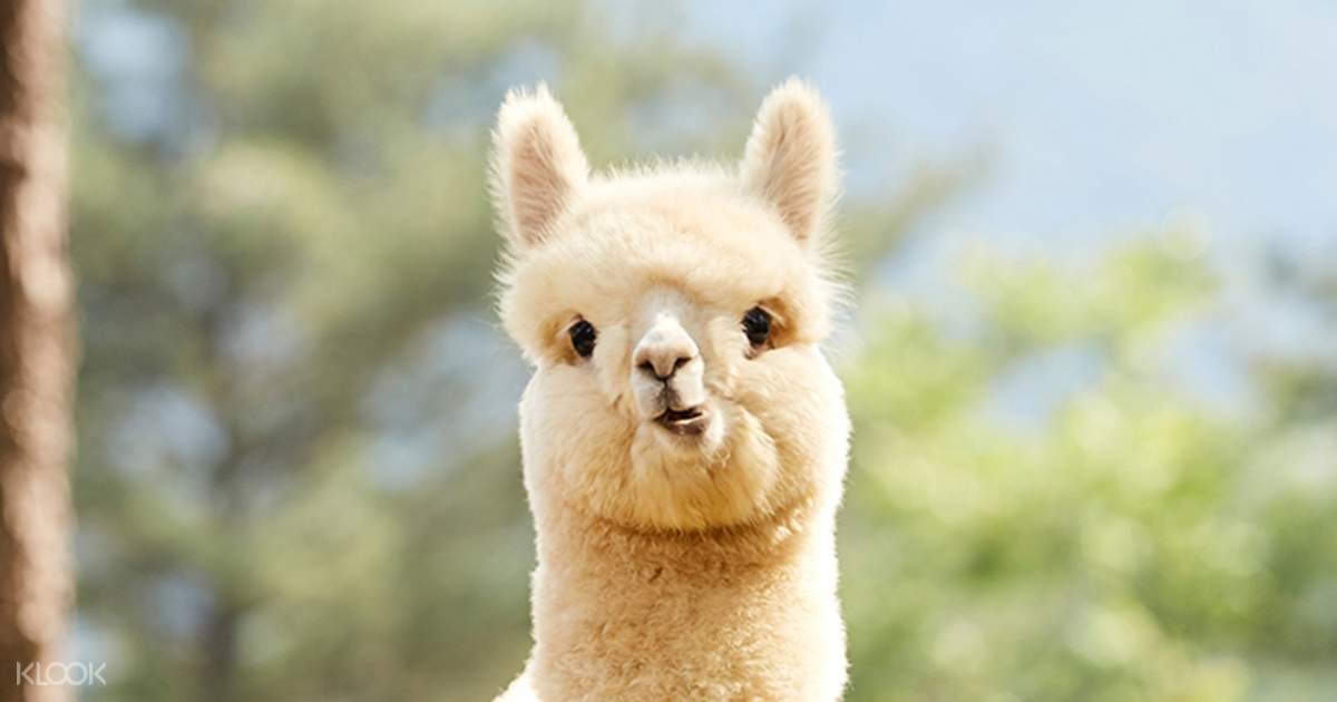 This alpaca is struggling to say that this email does not, in fact, find him well