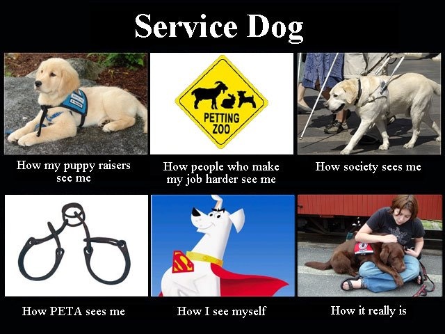 keepyourspanky's tweet photo. We see them as heroes too, without the cape of course. 
#Veterans #servicedogs #dogs #healing #keepyourspanky #disabledveterans #disabledvets #invisibledisabilities #heroes https://t.co/VxxAqL1LHv