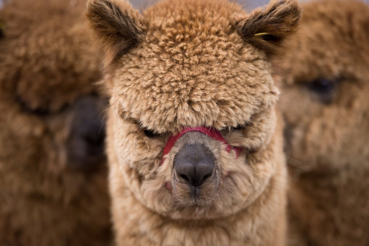 This alpaca just saw your insta story and is deeply disappointed