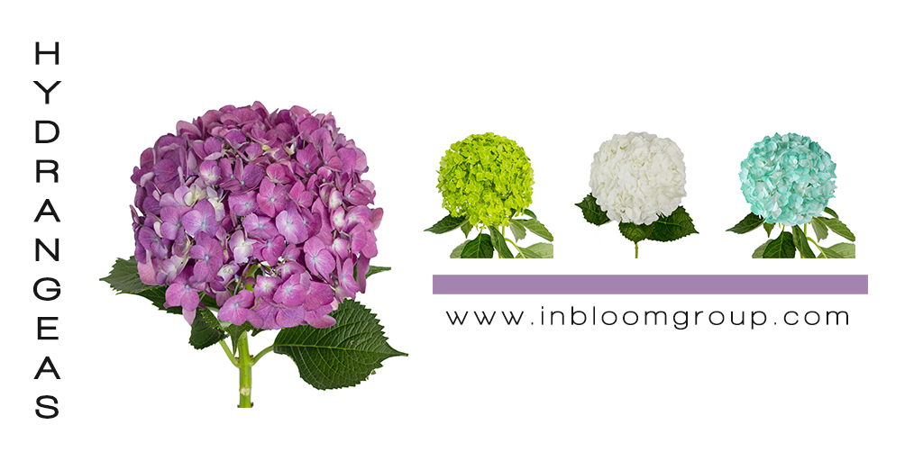 InBloomGroup's tweet photo. The source of inspiration that you need in your home are Hydrangeas #InBloom #FarmFreshFlowers #FarmDirectFlowers https://t.co/Yf3dVW6HD2