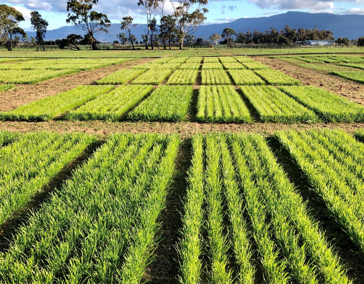 This is what a research farm is all about! Carefully measured and planted plots to produce top quality data for our customers. 📈☑️ #sowmuchbetter #sowmuchresearch #CressyResearchStation #tasmania