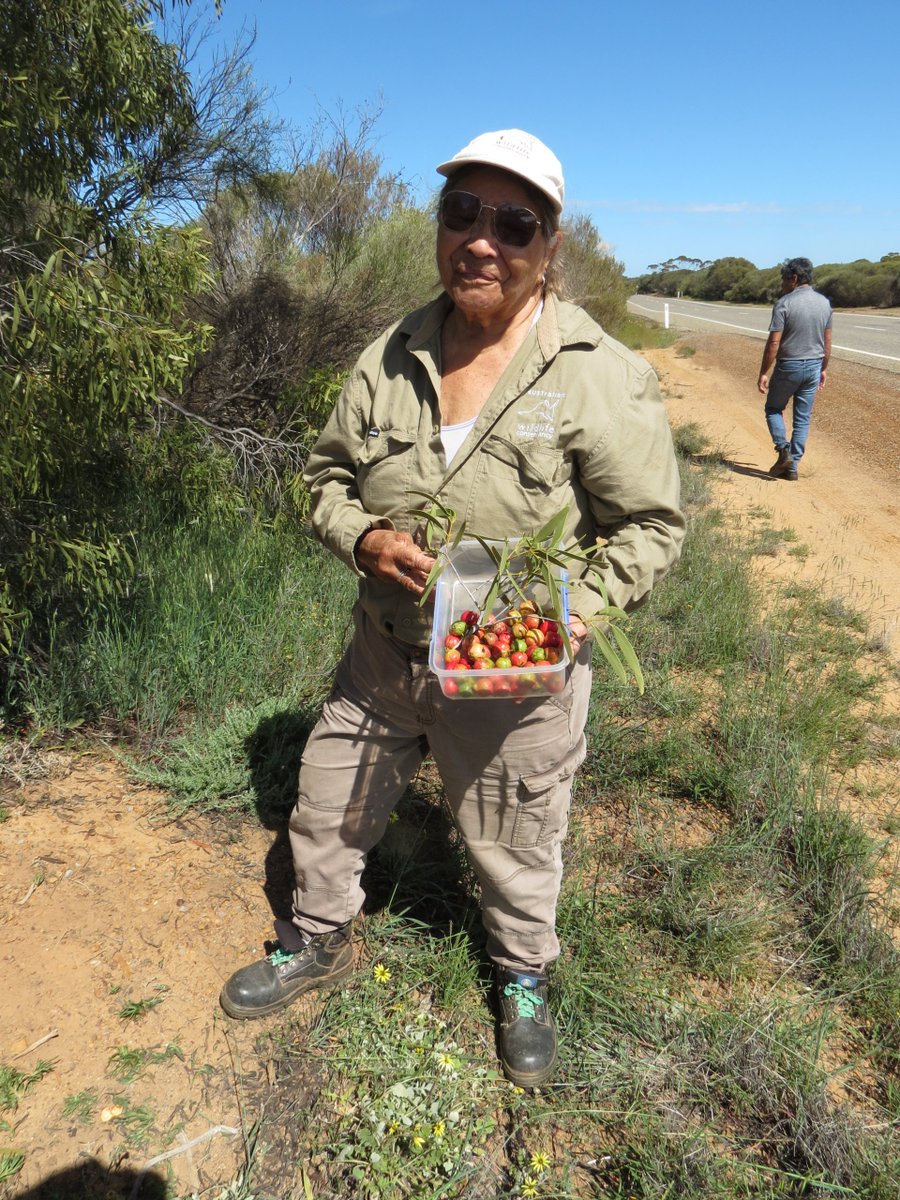 NLEGroup's tweet image. Had two (2) fantastic days in Geraldton / Mullewa (9 &amp;amp; 10 Sept) as part of the FIAL Yoordaninj-bah (Bush Food) Project. Thanks Gloria Fogarty and family for an amazing day On Country and thanks Bundiyarra for the use of your conference room and helping to organise the workshop.