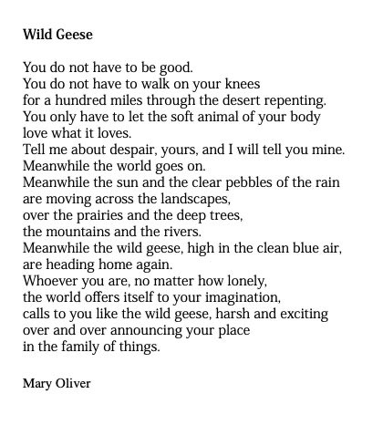 Happy birthday to one of the greats, Mary Oliver. 