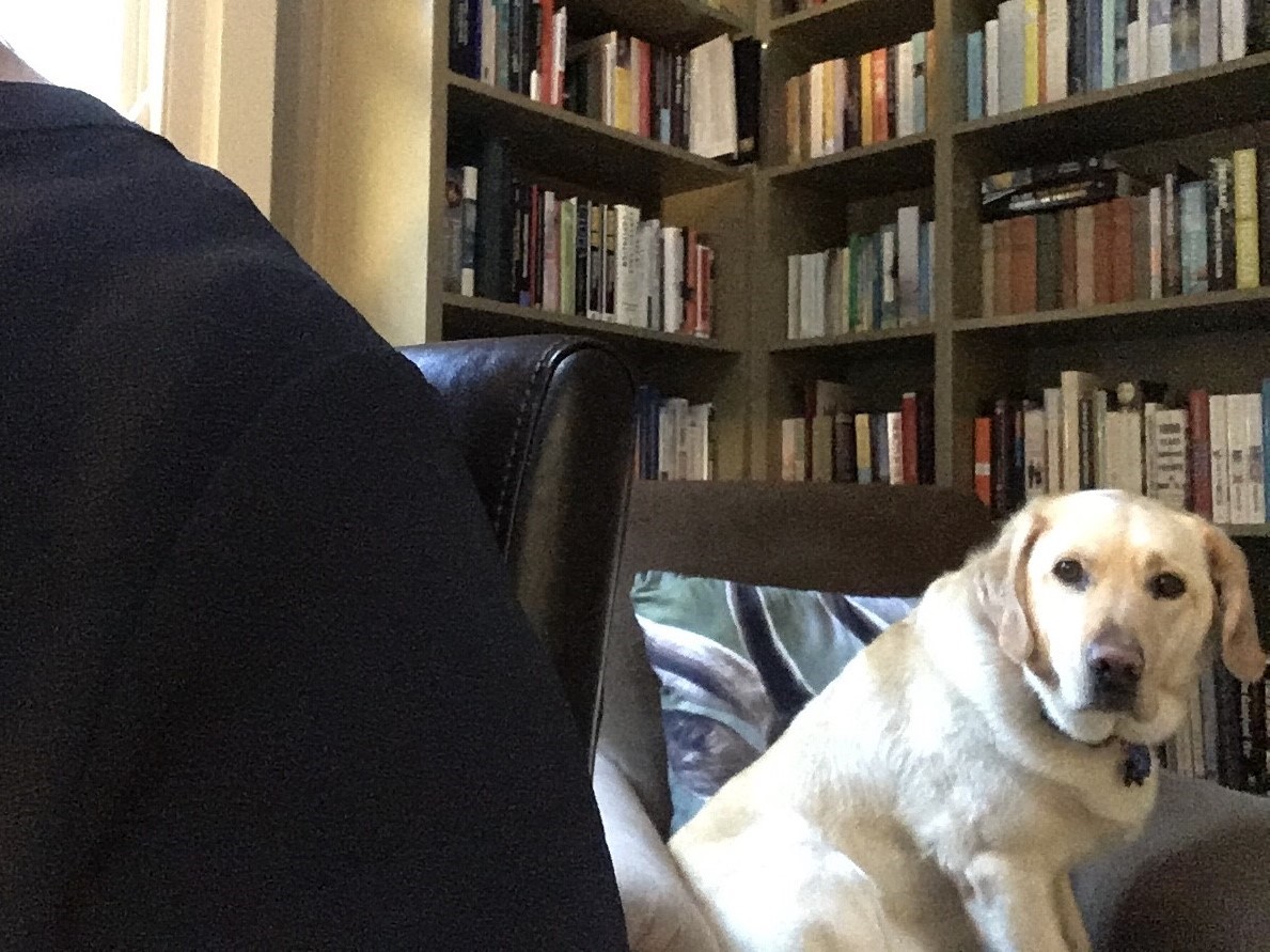PSResearchG's tweet photo. It's Friday so we present to you Sadie the Zoom Crasher, a tragicomedy in three acts by @olney_sue:
Act I- Inching Closer
Act II- Attempted Coup
Act III- Banished and Miffed
#PuppersOfPSRG https://t.co/zS3u8hC51k
