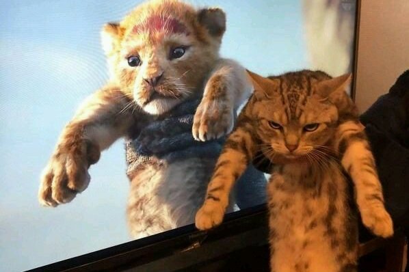 Caturday_nights's tweet photo. This cat is not impressed
#CatsOfTwitter #Caturday #cat #cats #funnycats #lionking #Kitty #kittycat #catlol https://t.co/Bmw0XANhoc