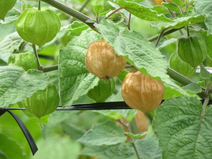 漢字クイズ 鬼灯 なんて読む ヒント 夏の風物詩と知られる植物 Sotokoto Online ソトコトオンライン 未来をつくるsdgsマガジン