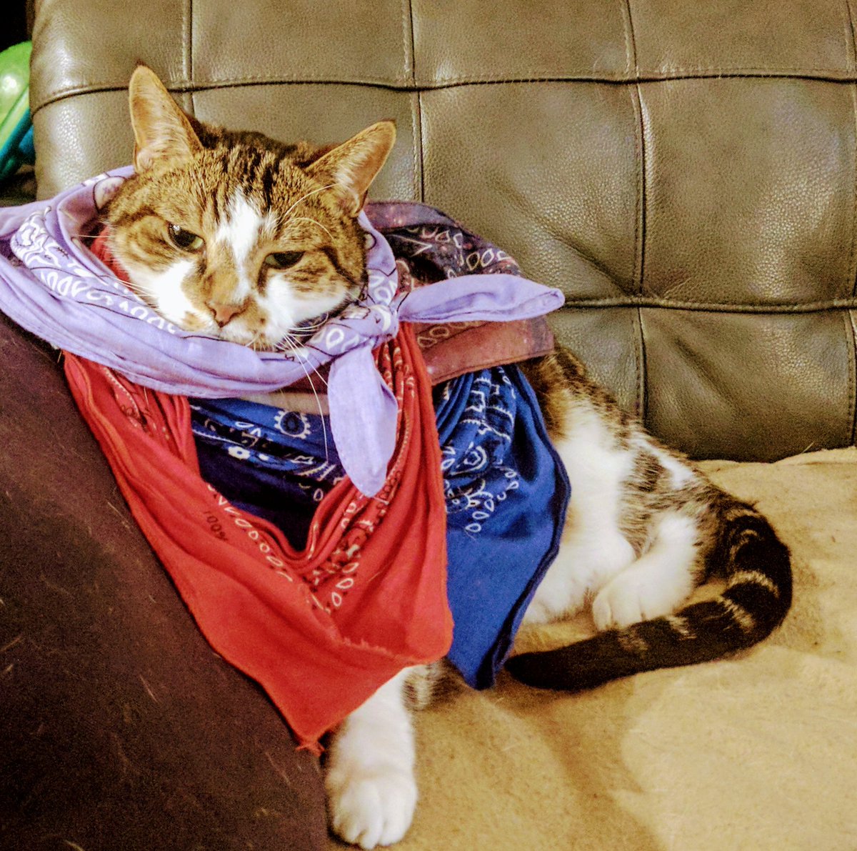 fang_lone's tweet photo. It's finally scarf season! #CatsOfTwitter #IceCream #Dune #LetFreedomTweet https://t.co/dVtlOO6l0A