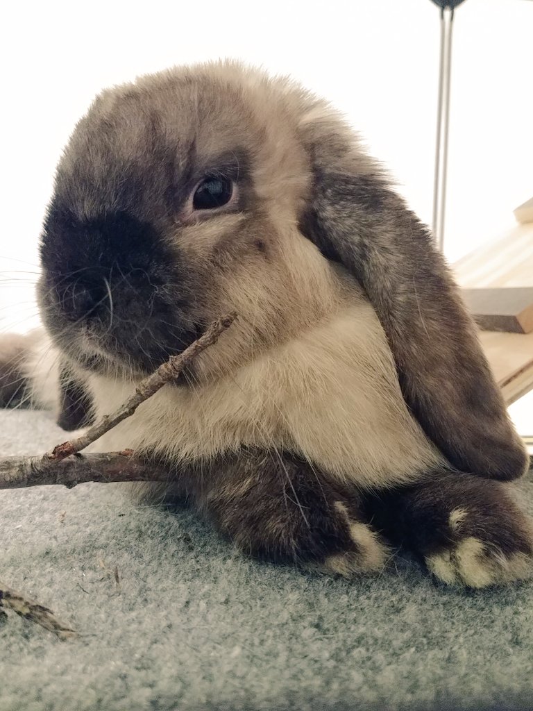 HazelThatBunny's tweet photo. #housebunny #bunnylove #rabbit #rabbits #Bunny #bunnies #minilop #hollandlop https://t.co/LhMMP8uIHo