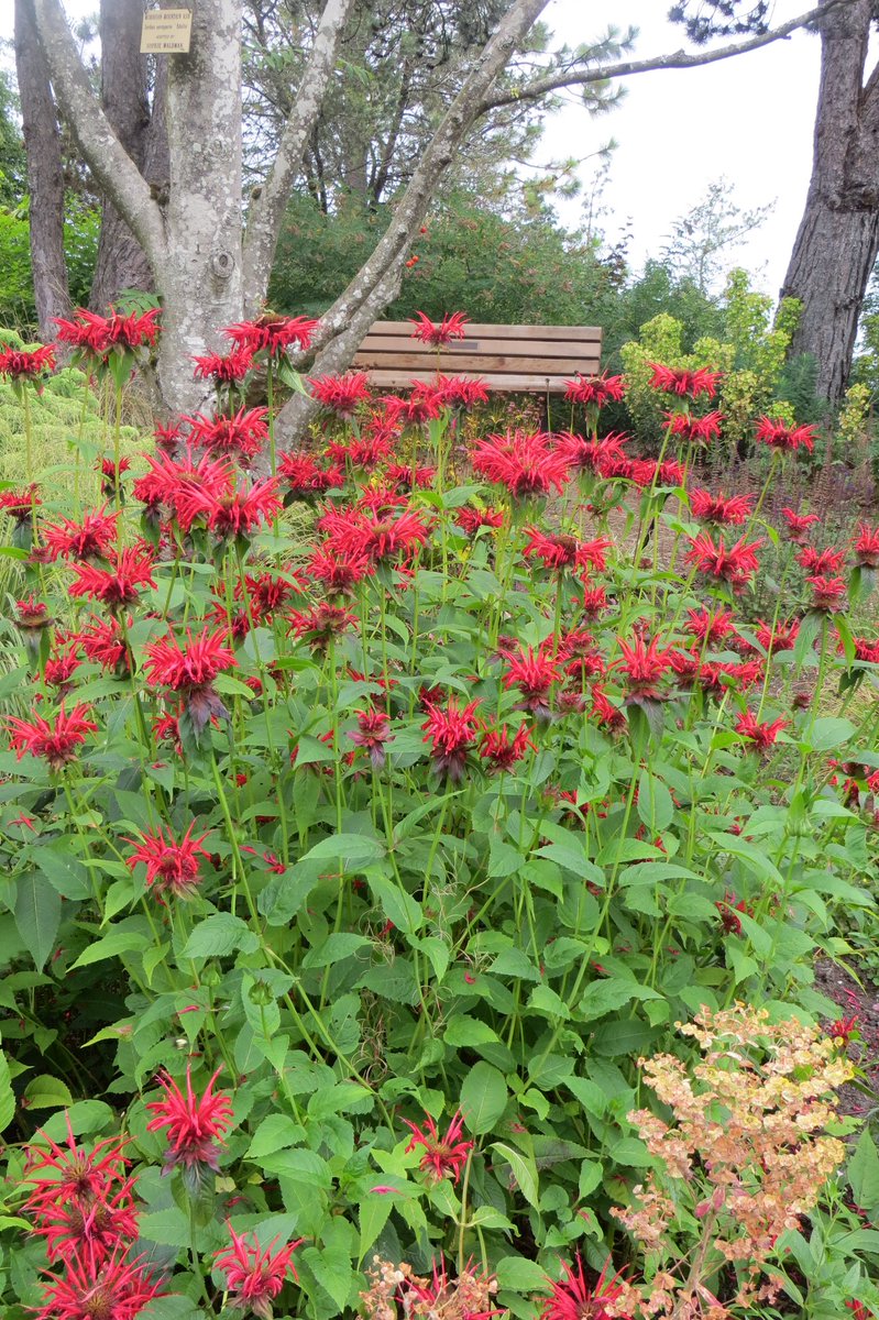 Mark Lane (@marklanetv) on Twitter photo I love Monarda, or bee balm, in the garden. Great for wildlife, and comes in many sizes and colours. <a href="/GWandShows/">BBC Gardeners World</a> <a href="/GWmag/">BBC Gardeners' World Mag</a> <a href="/GdnMediaGuild/">Garden Media Guild</a> <a href="/PlatinumMagUK/">Platinum Magazine</a> <a href="/waitrose/">Waitrose & Partners</a> #GardenersWorld #gardening #plantsmakepeoplehappy #bees I love Monarda, or bee balm, in the garden. Great for wildlife, and comes in many sizes and colours. <a href="/GWandShows/">BBC Gardeners World</a> <a href="/GWmag/">BBC Gardeners' World Mag</a> <a href="/GdnMediaGuild/">Garden Media Guild</a> <a href="/PlatinumMagUK/">Platinum Magazine</a> <a href="/waitrose/">Waitrose & Partners</a> #GardenersWorld #gardening #plantsmakepeoplehappy #bees