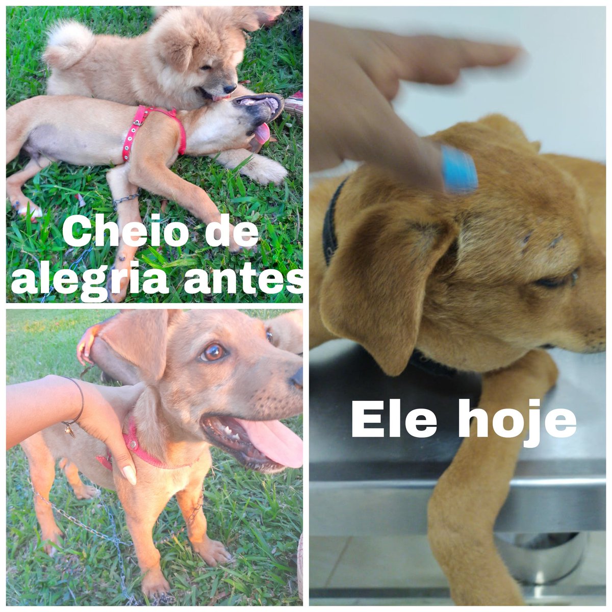 Jaiane90's tweet photo. @vitao Gente meu cachorrinho tá muito doente com essa papada, febre alta e gripado, o médico disse que terá que fazer uma cirurgia. Mais não temos grana pra cirurgia. Pfv quem puder ajudar esse são os dados pra uma vaquinha Pfv 😢 
Agência :5076-8    conta: 9.648-8 https://t.co/oItv1dRxZk