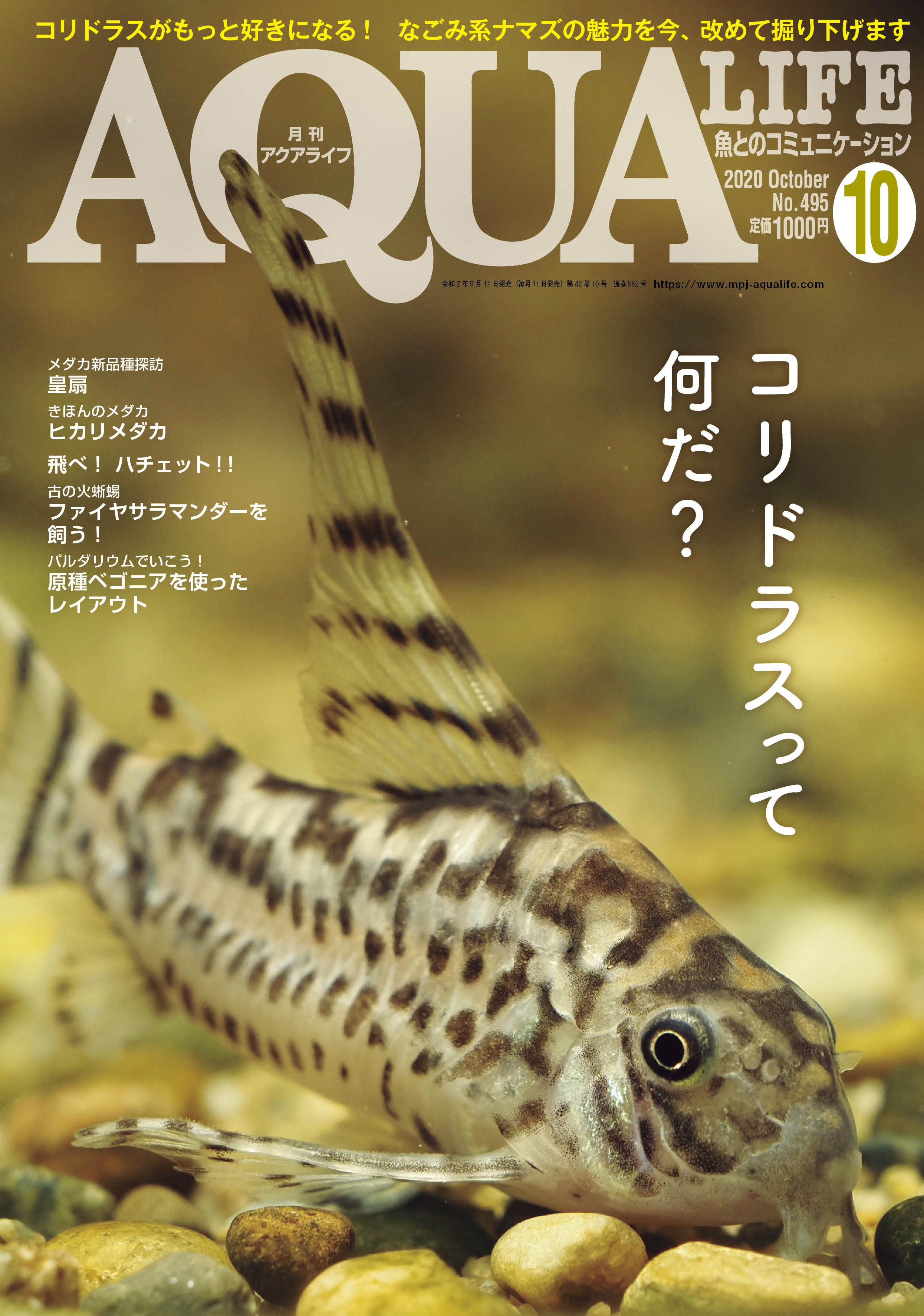 アクアライフ山田 アクアライフ10月号 本日発売です お久しぶりのコリドラス特集ぜひどうぞ 有尾類のファイアサラマンダー小特集もございますよ は最近お気に入りの ロングフィンジュリパン ロングフィンパンダとトリリネアートゥスのハイブリッド