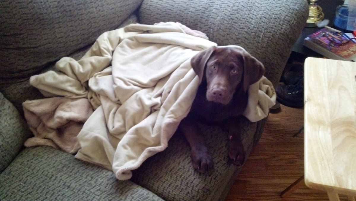 ConDistForester's tweet photo. A throwback that popped up on me today. Seems like yesterday #timberdog #goodboy #tbt https://t.co/nYGnTbb5Zr