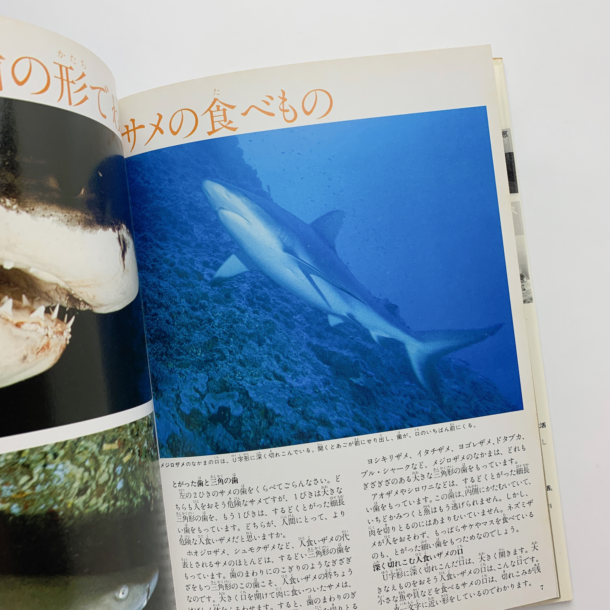 コ本や Honkbooks 海の怪物 サメやエイのくらし 海の科学シリーズ7 監修 安田富士郎 構成 文 東明 エイは少なめ ウェブショップでも T Co Iddtuhbsxk コ本や取扱 T Co Uf4nwnmjis Twitter
