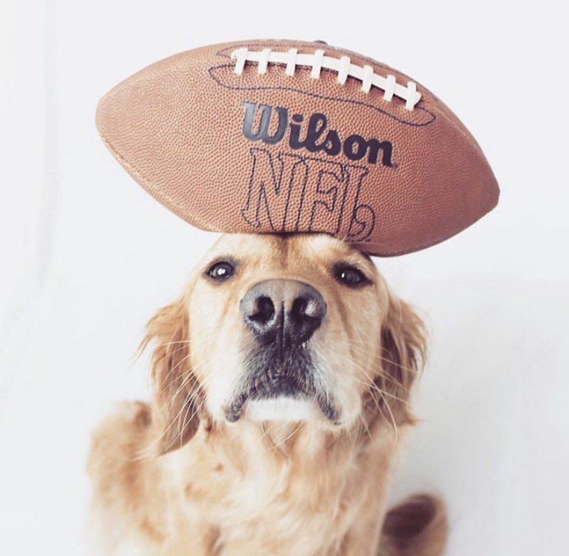 BarkleysBag's tweet image. Football season is back!! Who is bringing the game-day bones? 🏈 We are all about the halftime snacks and rooting for the underdogs!! 🐶: @RustyRodas #footballseason #BarkleysBag