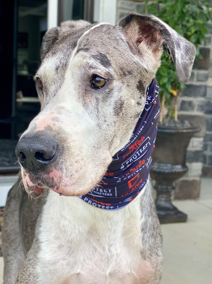 Stay safe everyone....Looking forward to seeing my customers and colleagues soon!  Meet Norman Palmer, QA of McAfee gaiter safety.... #dogsofmcafee #protectwhatmatters  #iammcafee #mcafee #cybersecurity