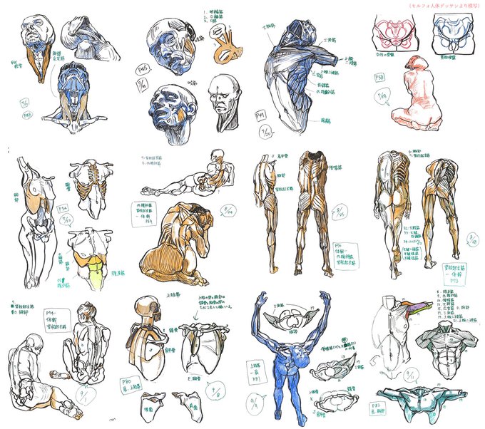 モルフォ人体デッサン、買ったまま3年くらい積んでたんだけど、最近は朝活として朝食後にコーヒー飲みながら1日1ページくらい模写するのをルーティーンにしてる。わりとたのしい。 