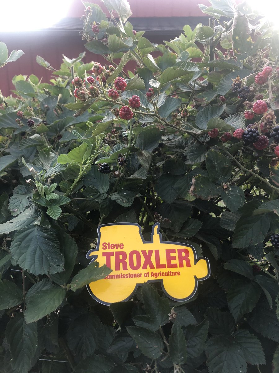 We are small farmers and we are proud to support <a href="/SteveTroxlerNC/">Steve Troxler</a>. We trust his vision for the future of agriculture in our state and that under his continued leadership we will be able to farm for years to come. #NCAg