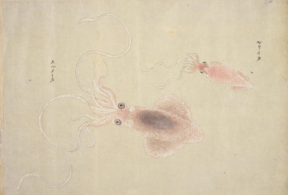 Japan Search 公式 Twitter પર 夏から秋にかけてが旬のスルメイカ 今年は日本海での漁獲高が回復の兆しだとか イカ 好きにはうれしいニュースです 画像は栗本丹州 蛸水月烏賊類図巻 タコクラゲイカルイズカン から 透明な胴体まで繊細に描かれています Japan Search 公式 Twitter પર 夏から秋にかけてが旬のスルメイカ 今年は日本海での漁獲高が回復の兆しだとか イカ 好きにはうれしいニュースです 画像は栗本丹州 蛸水月烏賊類図巻 タコクラゲイカルイズカン から 透明な胴体まで繊細に描かれています