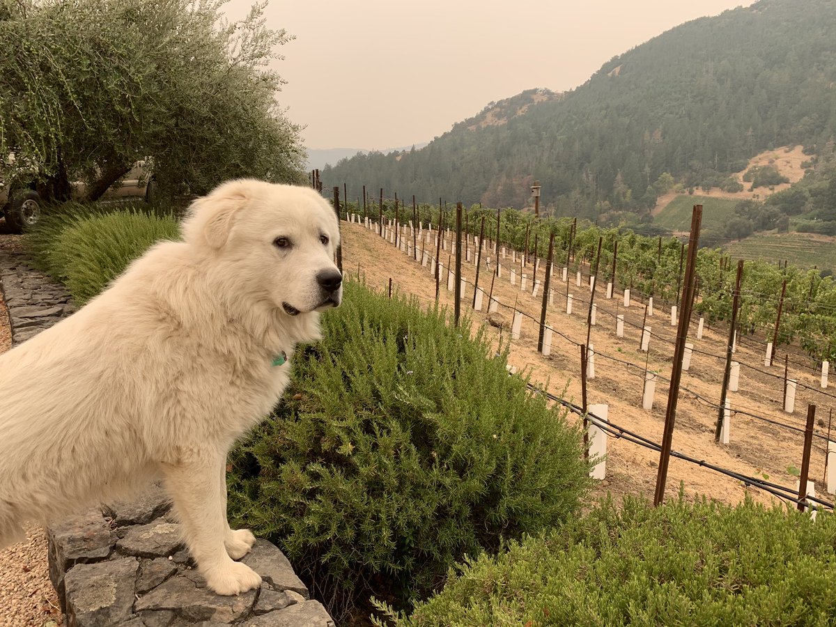 Cool and overcast with a little ash raining down but no smoke in the air