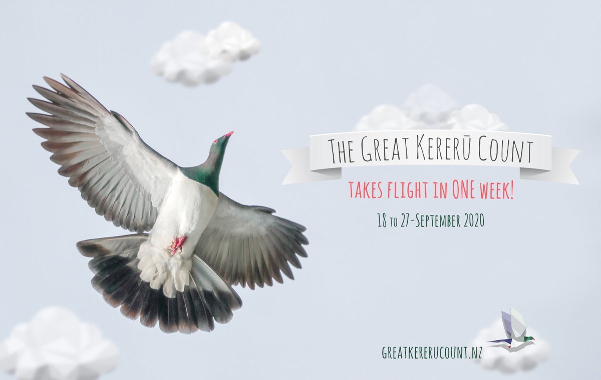 Just one week to go until we all start recording big chonky kererū across New Zealand ❤ 🤫🤗 greatkererucount.nz #gkc2020 #greatkererucount