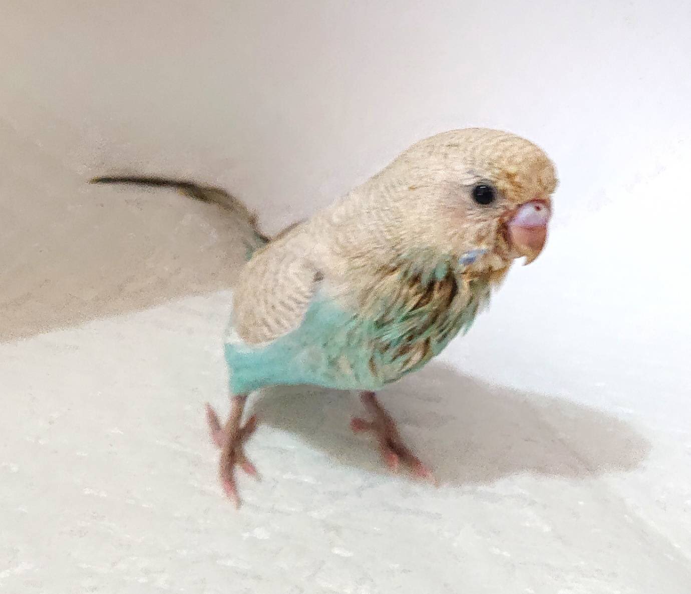 Tuffy T Co Igyndj2fdt アキクサインコ ライラックセキセイインコ ファローセキセイインコ 羽衣セキセイインコ ダブルファクター 4色ハルクイン 飼い方 飼育 販売 手乗り 雛 里親 ルチノー ルビノー ライラック セキセイインコ T Co