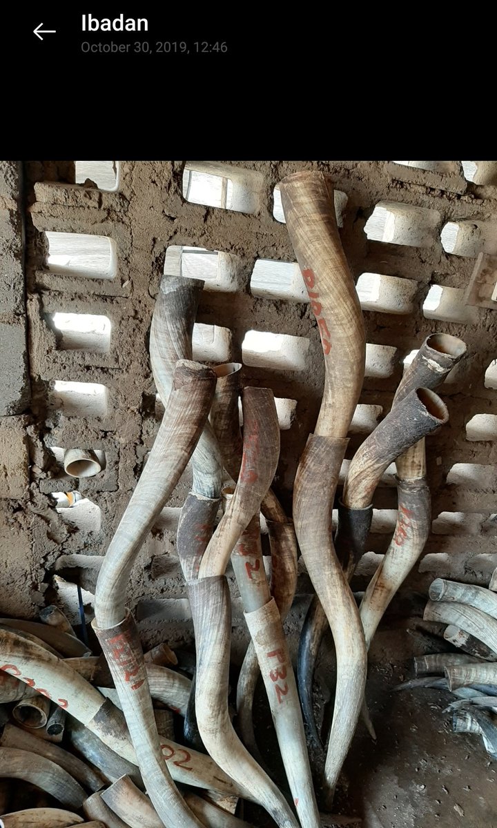 Chordrycadry's tweet photo. I am proud to say our company worked with Abbeyhorn of UK by supplying horns that helped in filming Game of thrones and the Vikings series. Here are before and after shipment Pics(note the letter &amp; number on horns). Please patronize @AbbeyhornLtd for different horn products. https://t.co/Mc1JVfjkVG