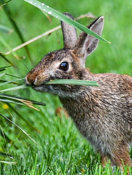 A few from today.A cardinal and a woodpecker because I’m a bird nerd.A rabbit enjoying breakfast.And a rainy night train.
