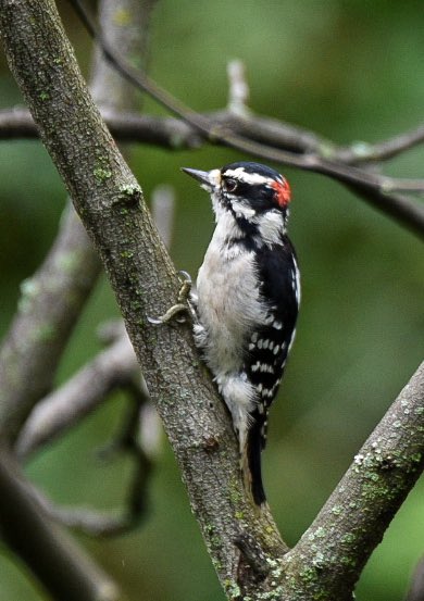 A few from today.A cardinal and a woodpecker because I’m a bird nerd.A rabbit enjoying breakfast.And a rainy night train.