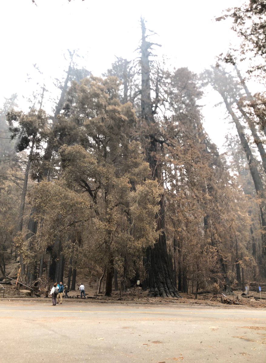 SempervirensFnd's tweet photo. Today at Big Basin. #BigBasin trailblazed the California State Park system a century ago as the first state park, and it is now at a point of inflection with the opportunity to boldly lead as a model for parks for the next century. RT if you agree. #BigBasinRecovery #SCCStrong https://t.co/AlR65WyyOO